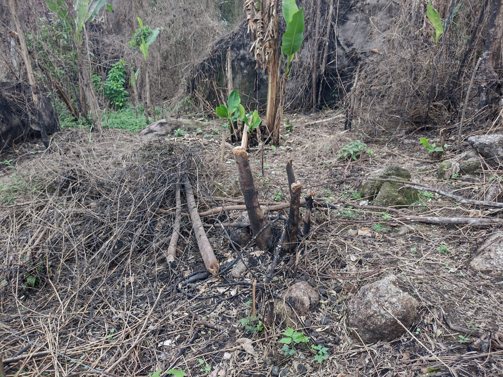 Polícia encontra indícios de queimada e corte de árvores em área de preservação permanente em Paraty após denúncia