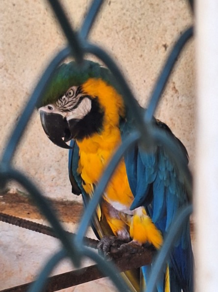 Informação do Linha Verde ajuda 8ª UPAm a encontrar papagaios e arara em cativeiro sem que o responsável possuísse as documentações necessárias em Casemiro de Abreu 