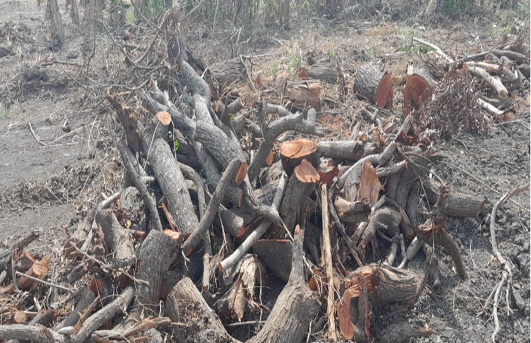 Diversas árvores são encontradas cortadas no município de Campos, em uma área cuja degradação ambiental chega a 20 mil metros quadrados 