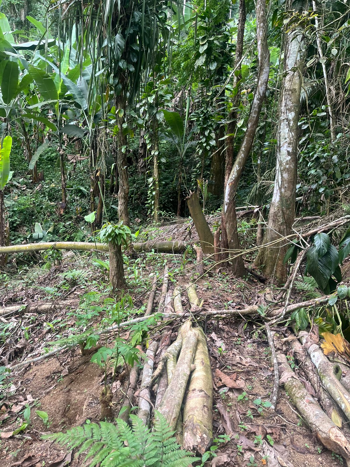 UPAm Juatinga encontra árvores cortadas sem licenciamento ambiental no Barro Alto, em Paraty, após informação do Disque Denúncia 