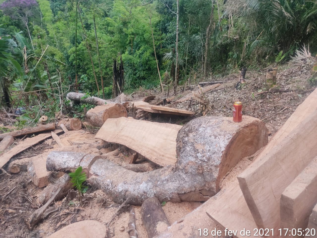 Denúncia feita ao Linha Verde nesta quinta-feira sobre extração irregular de árvores em Angra leva polícia ambiental no mesmo dia a flagrar crime contra o meio ambiente na cidade