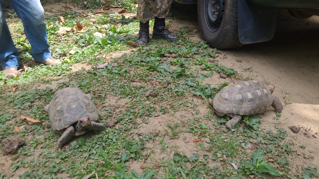 Dois jabutis são apreendidos pela 1ª UPAm em Paracambi 