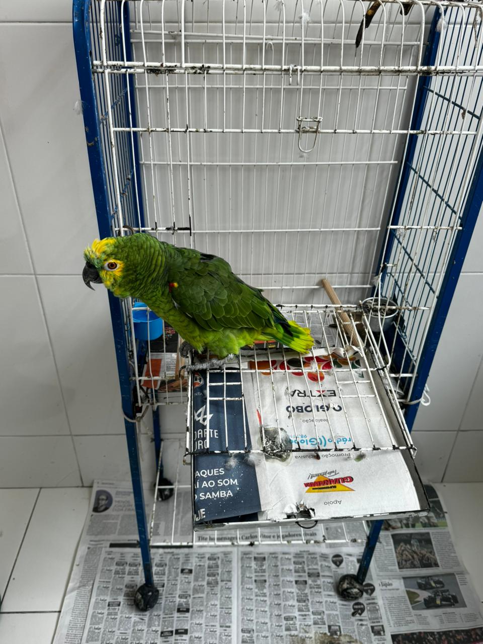 Polícia encontra papagaio em cativeiro após fiscalização em Niterói