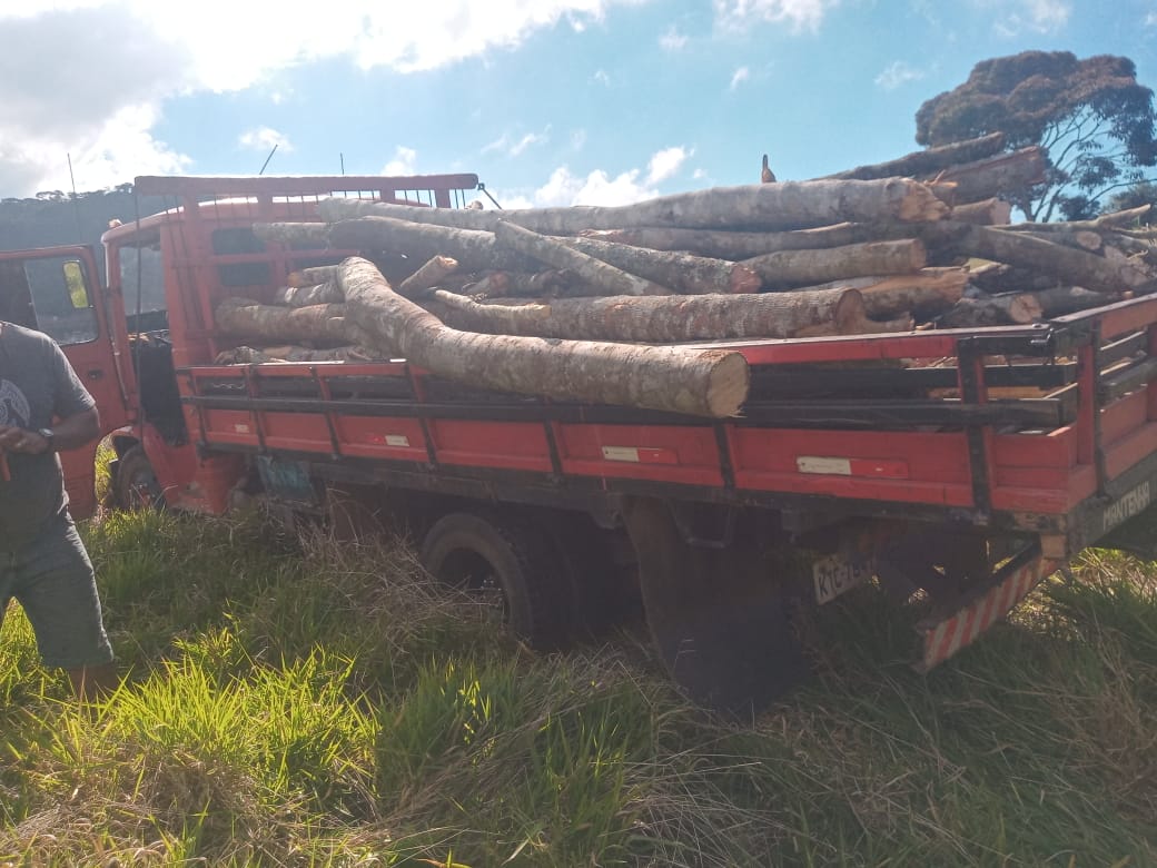 Denúncia feita ao Linha Verde leva polícia a flagrar corte de árvores em área de 40 mil metros quadrados em Nova Friburgo