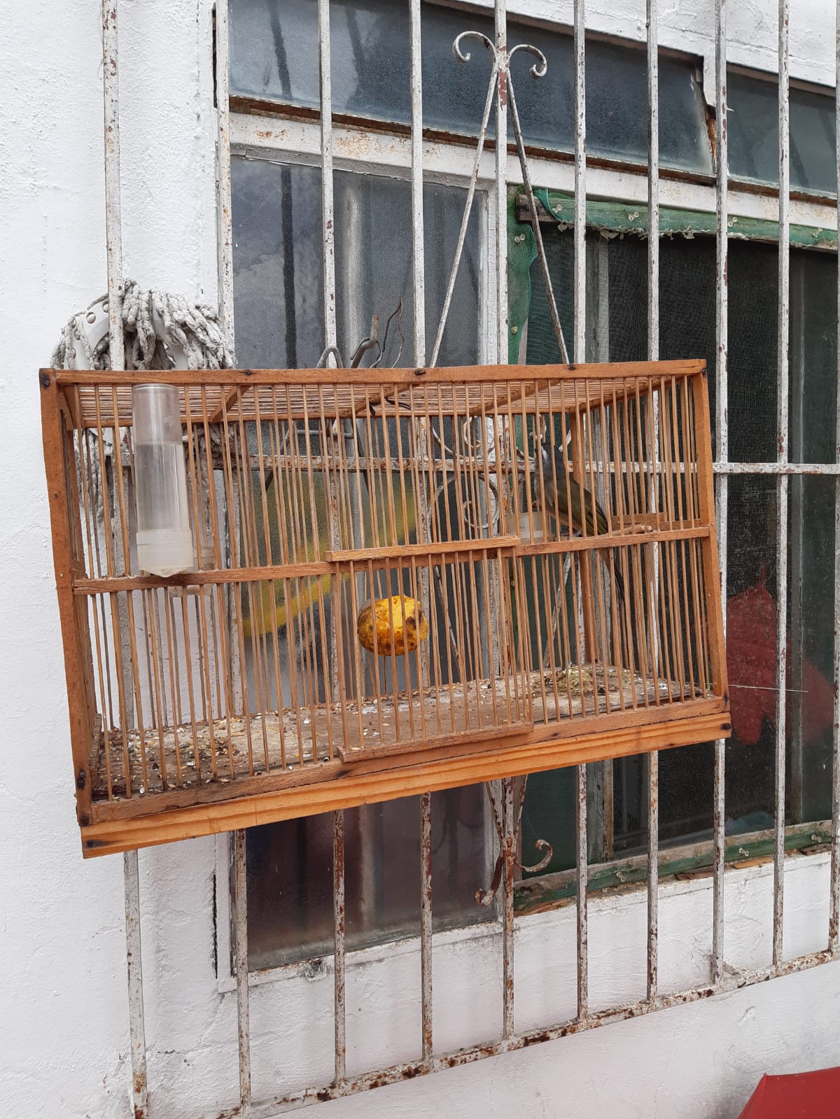 6ª UPAm encontra aves em cativeiro em Inoã, bairro de Maricá