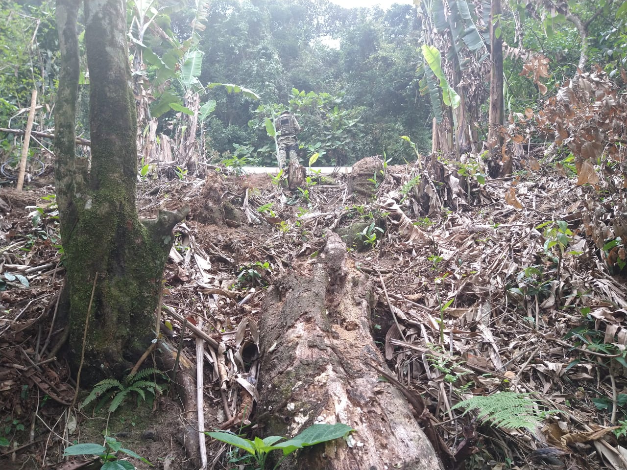 Polícia ambiental identifica desmatamento do bioma mata atlântica em Petrópolis após informação do Linha Verde
