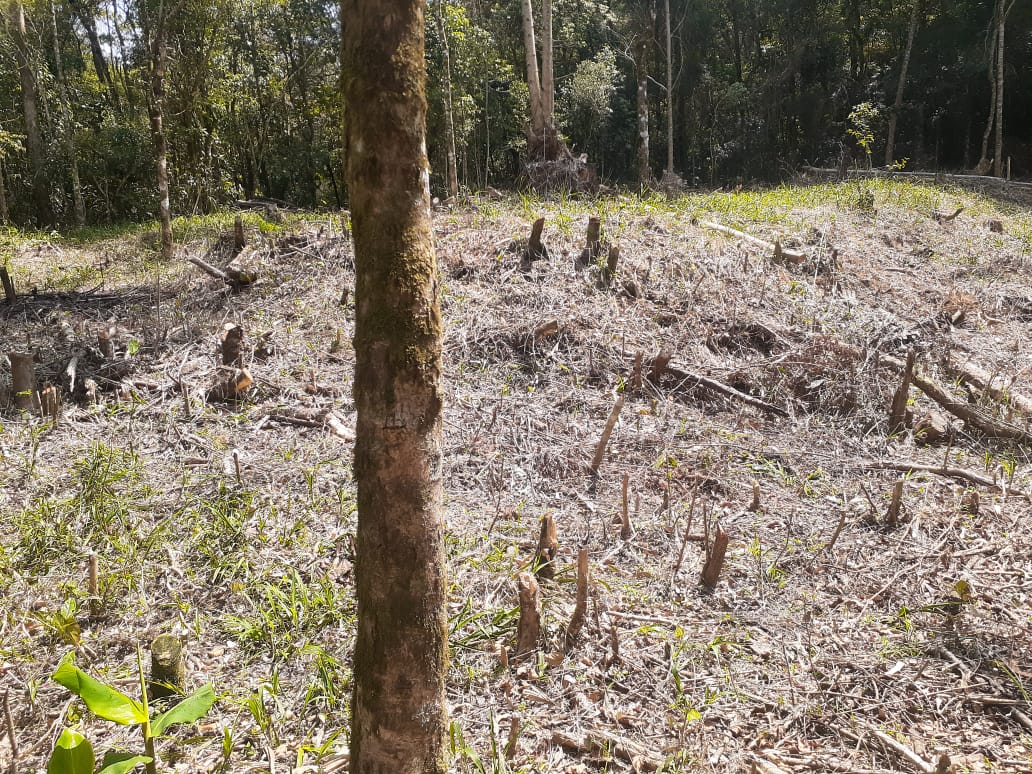Desmatamento é flagrado em Petrópolis com auxílio do Linha Verde