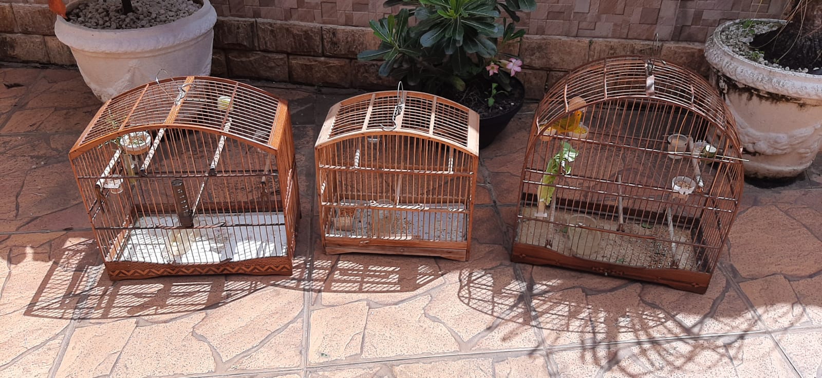 Pássaros são resgatados de cativeiro em Guaratiba
