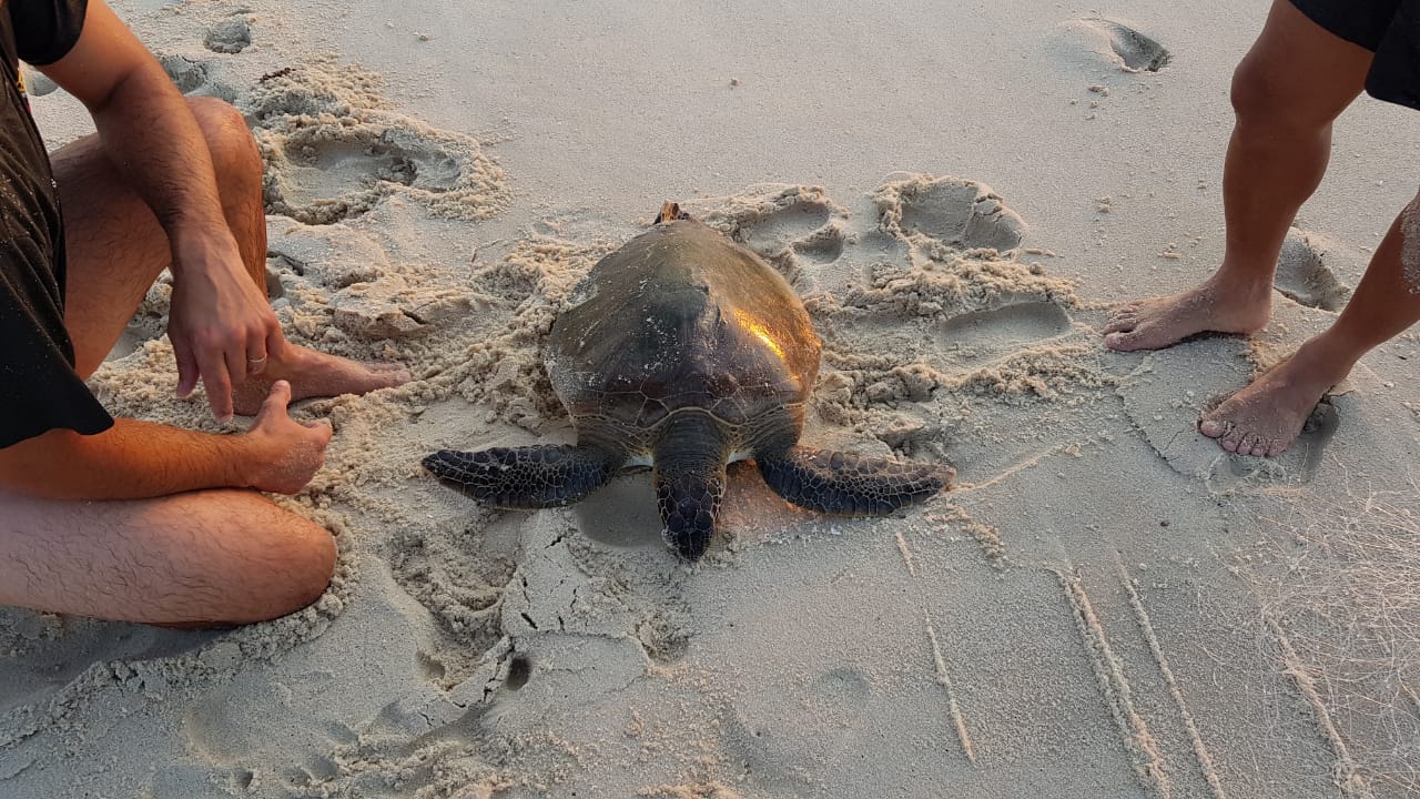 Informação do Linha Verde sobre pesca ilegal leva polícia a resgatar tartaruga marinha em Saquarema