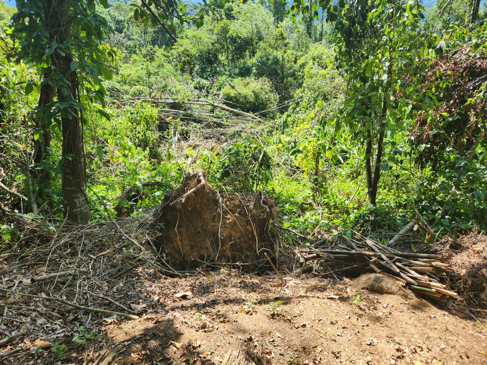 Indícios de extração irregular de árvores são observados durante fiscalização ambiental em Nova Iguaçu