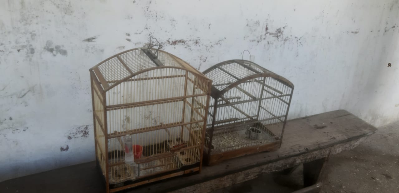 Denúncia sobre rinha de pássaros leva polícia ambiental a resgatar aves de cativeiro em São Gonçalo