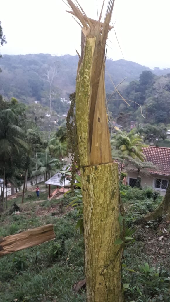 Morador que cortava árvores do bioma Mata Altântica sem autorização em Petrópolis é detido após denúncia