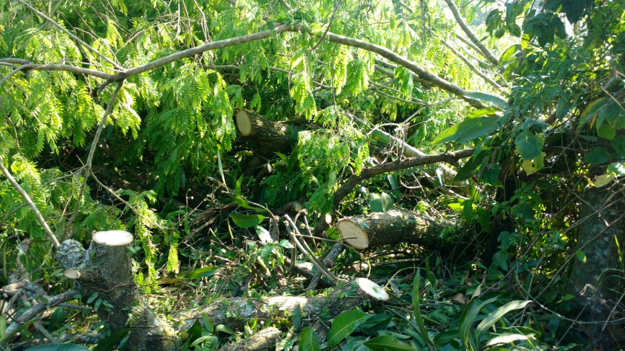Polícia encontra crime de desmatamento na Rua Araticum, no Anil, após denúncias do Linha Verde