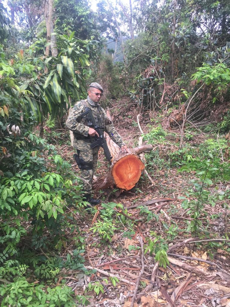 Denúncia leva polícia militar a encontrar árvores cortadas em Nova Friburgo