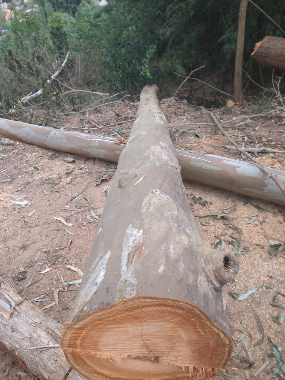 Polícia constata corte irregular de árvores em Itaipava após denúncia do Linha Verde