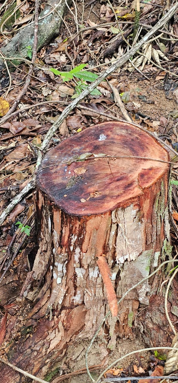 UPAm Juatinga constata crimes ambientais em Conceição de Jacareí