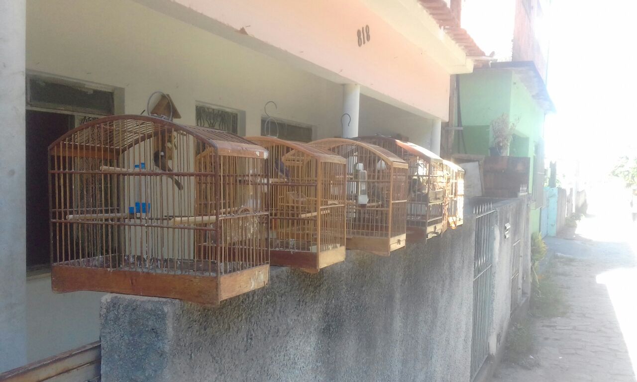 Policiais Militares da 5ª UPAm resgatam 14 pássaros de cativeiro na Região Serrana