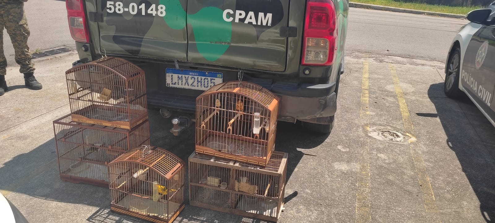 Pássaros da fauna silvestre brasileira são resgatados de cativeiro em Duque de Caxias