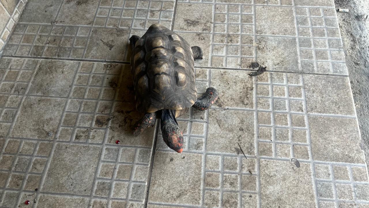 UPAm Pedra Branca encontra tartaruga mantida em cativeiro sem licença em Padre Miguel 