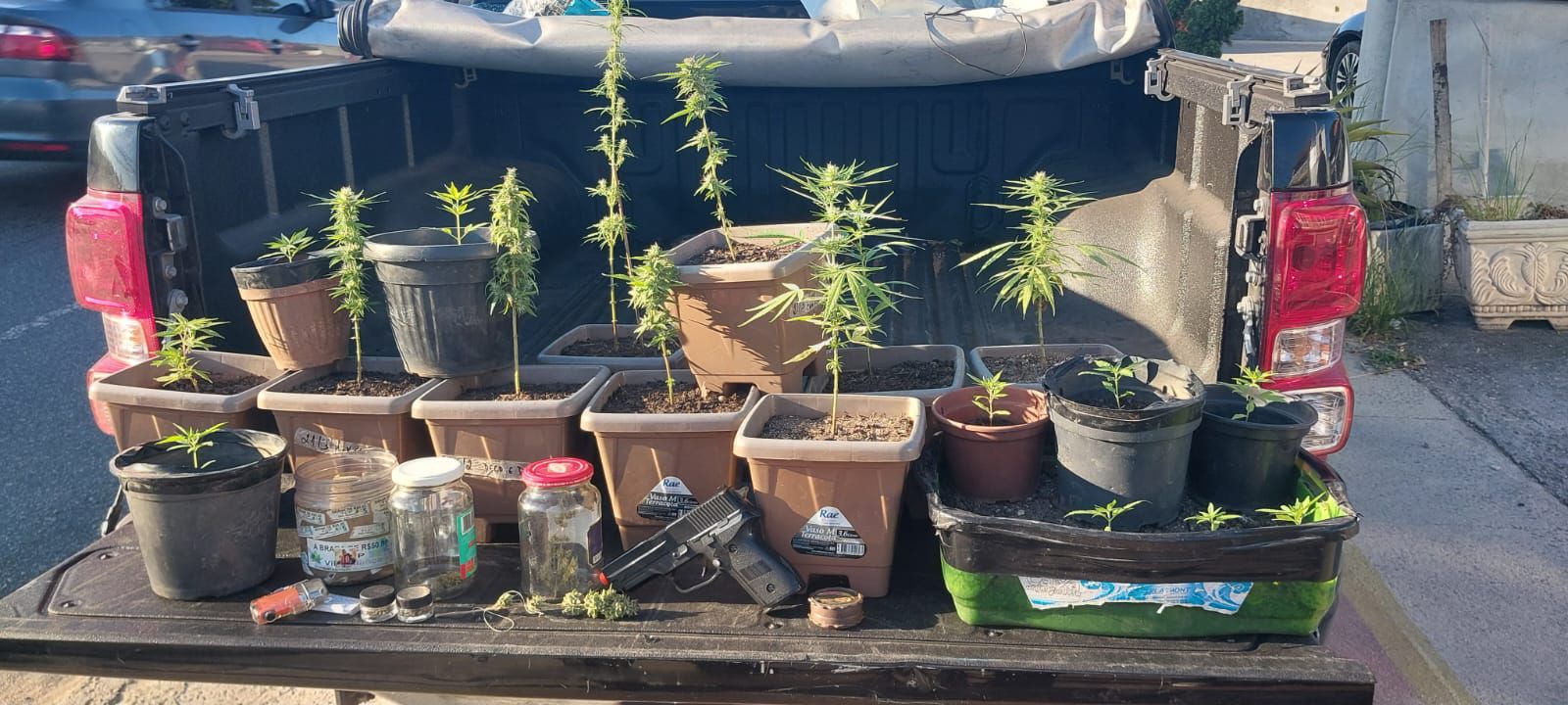 Polícia apreende plantação de maconha em Campo Grande com apoio do Disque Denúncia
