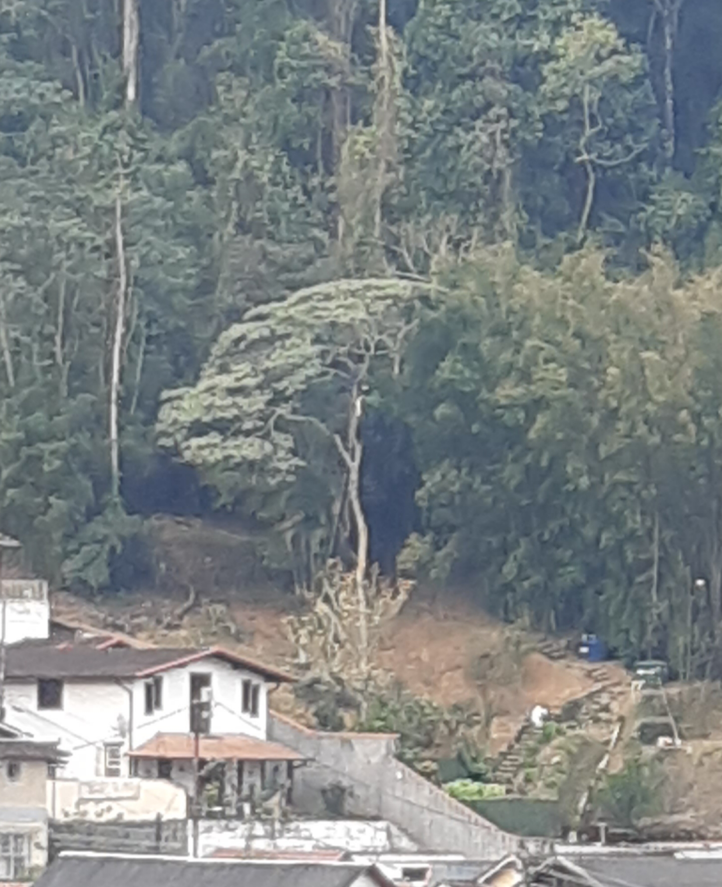 Árvores são encontradas cortadas na Mosela com auxílio de informações do Linha Verde