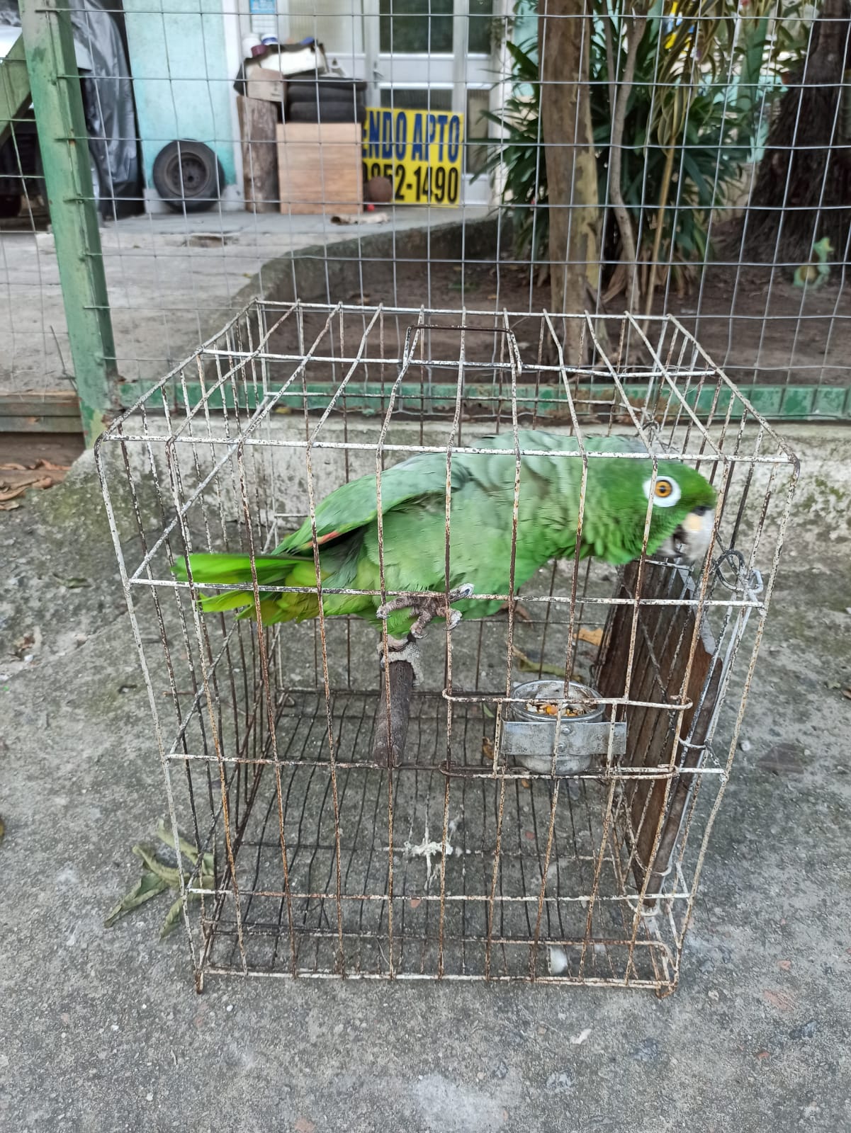 Papagaio é resgatado de cativeiro após informações do programa Linha Verde, sobre guarda ilegal de animais silvestres 