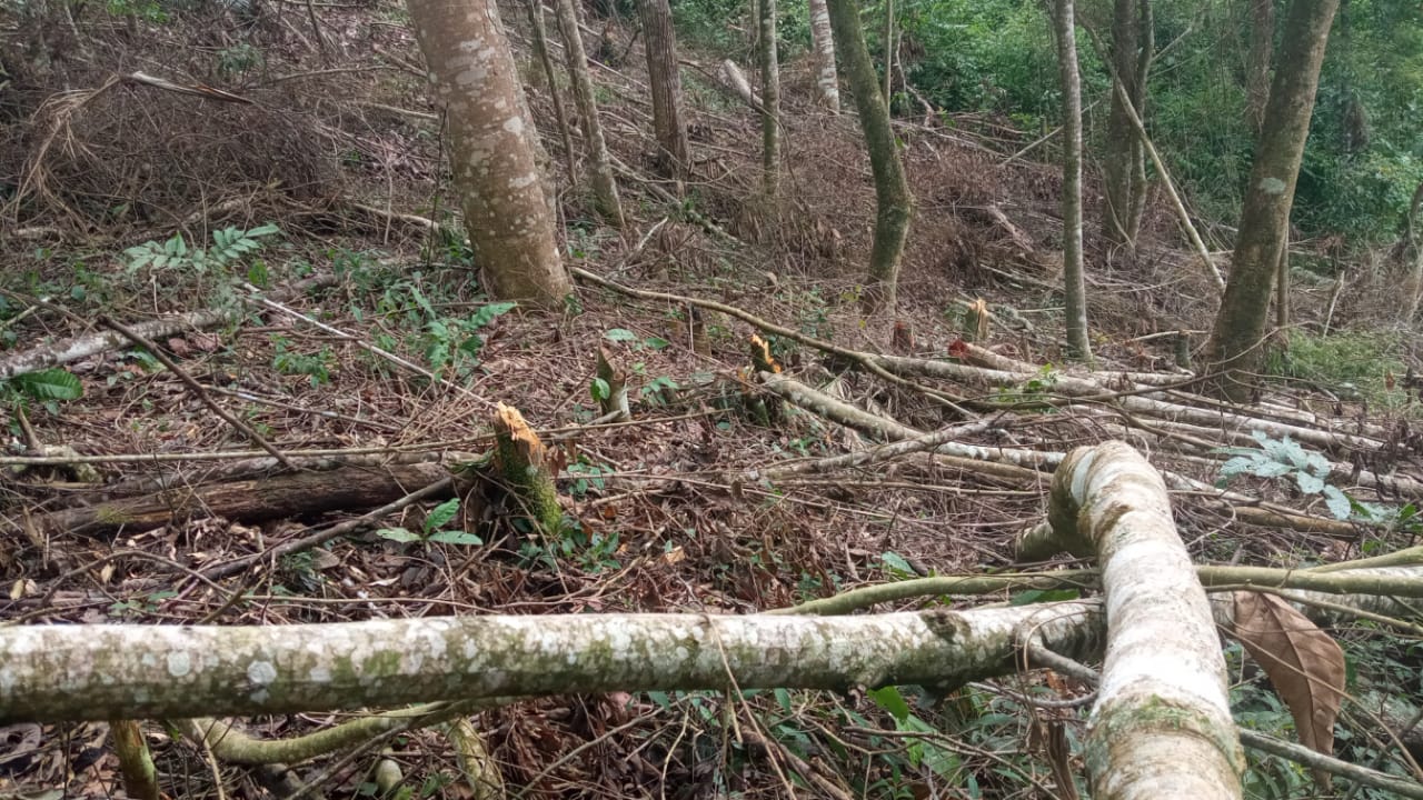 Denúncia de desmatamento leva polícia ambiental a encontrar pelo menos 50 árvores cortadas em Nova Friburgo