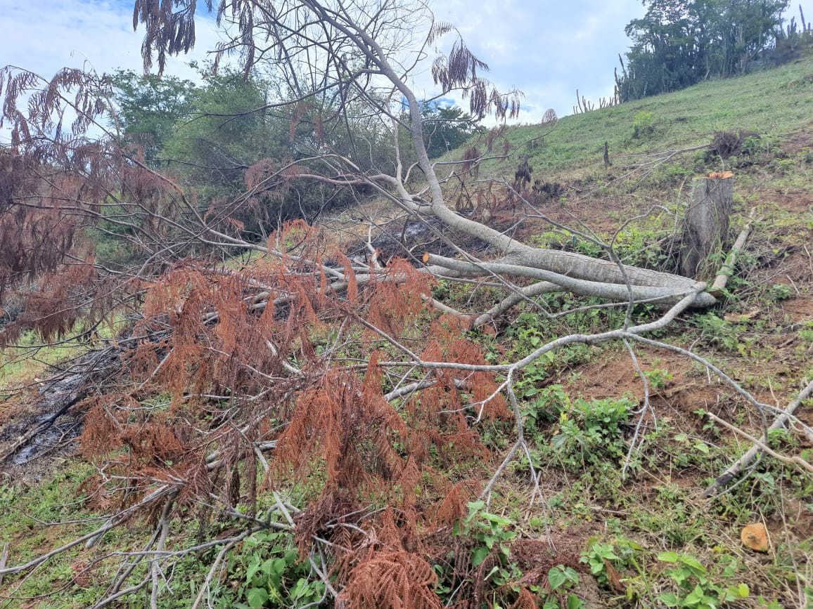 Grande área desmatada é identificada em São Fidélis após denúncia encaminhada ao programa Linha Verde, do Disque Denúncia