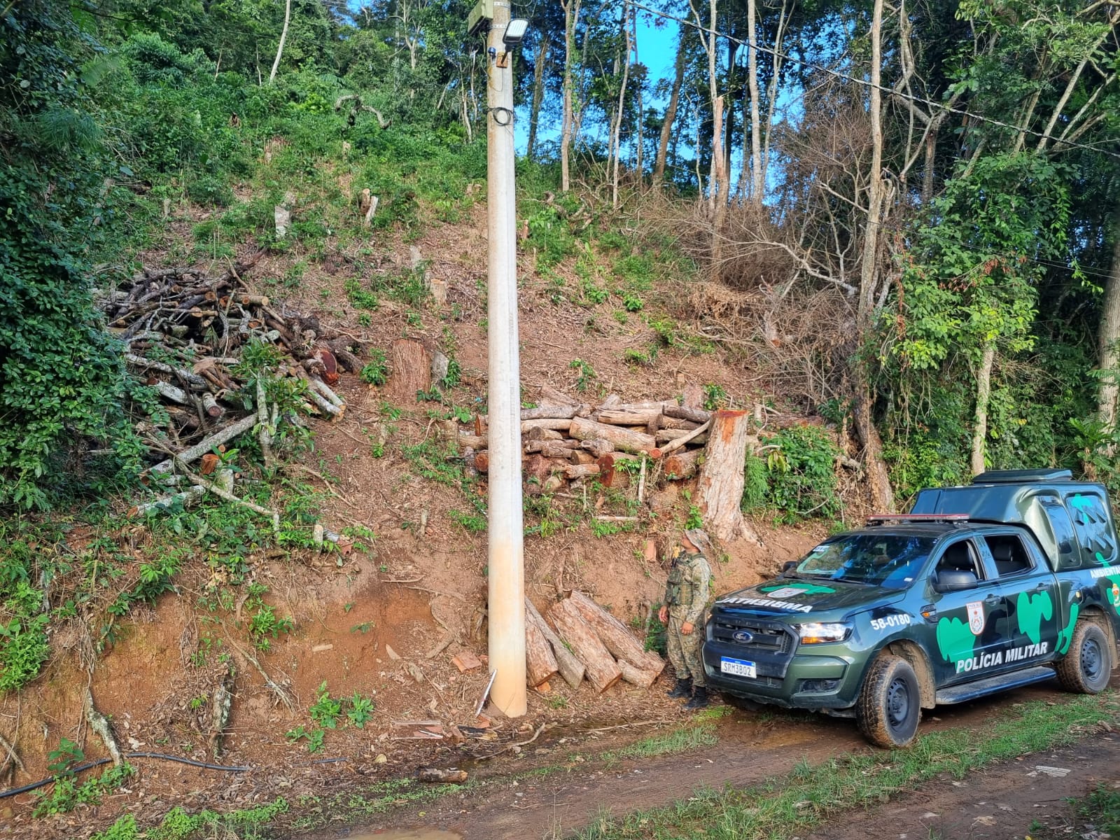 Polícia encontra 10 árvores cortadas em Teresópolis com auxílio de denúncia 