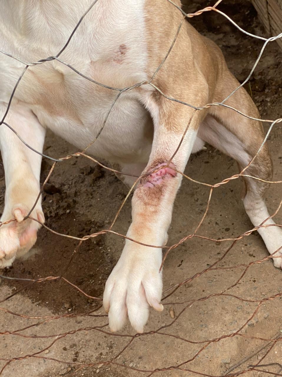 Denúncia do Linha Verde sobre maus tratos contra animais leva polícia a constatar cachorro em situação de negligência em Vassouras