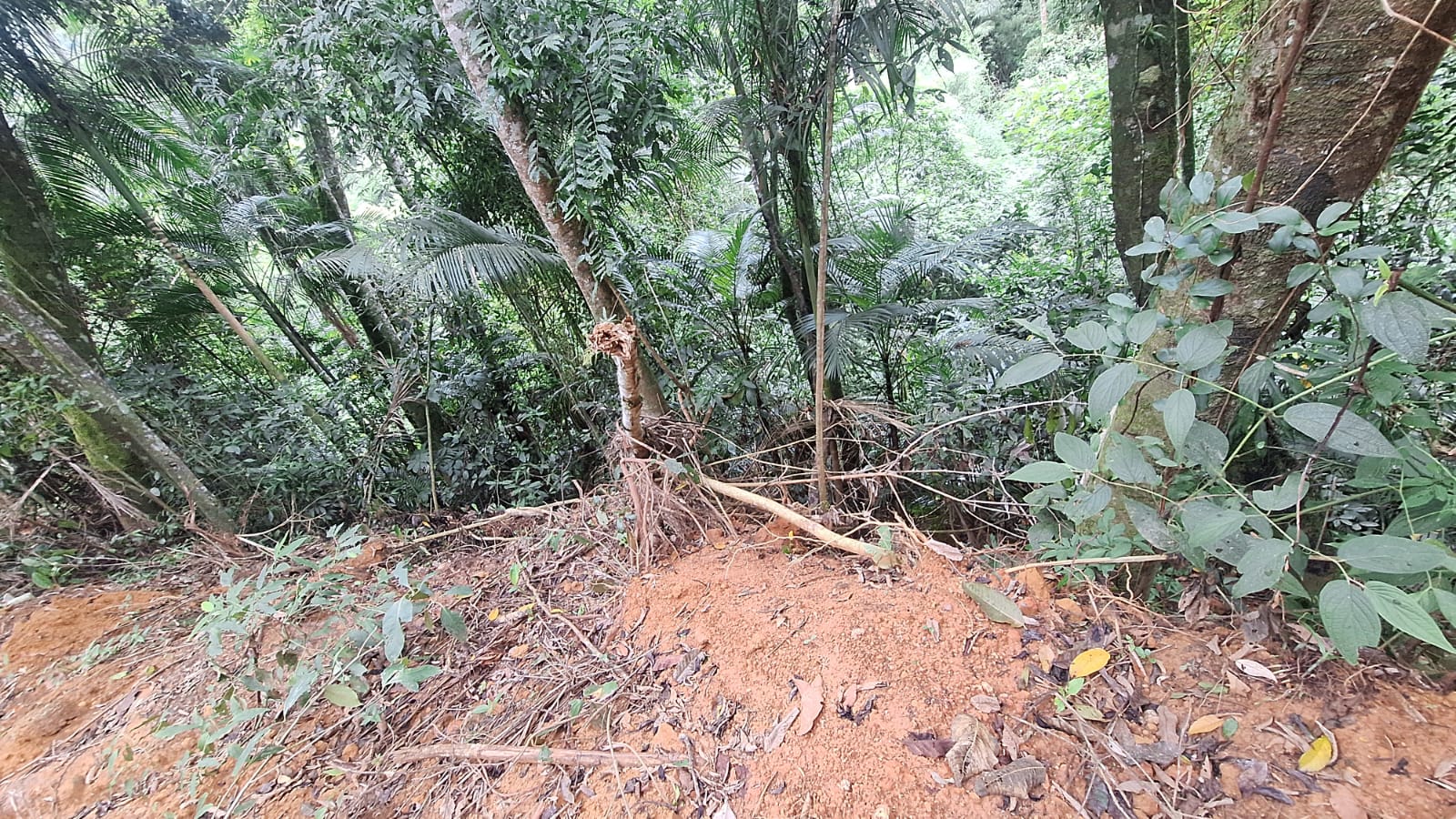 UPAm Três Picos identifica corte irregular de árvores e loteamento irregular em Teresópolis