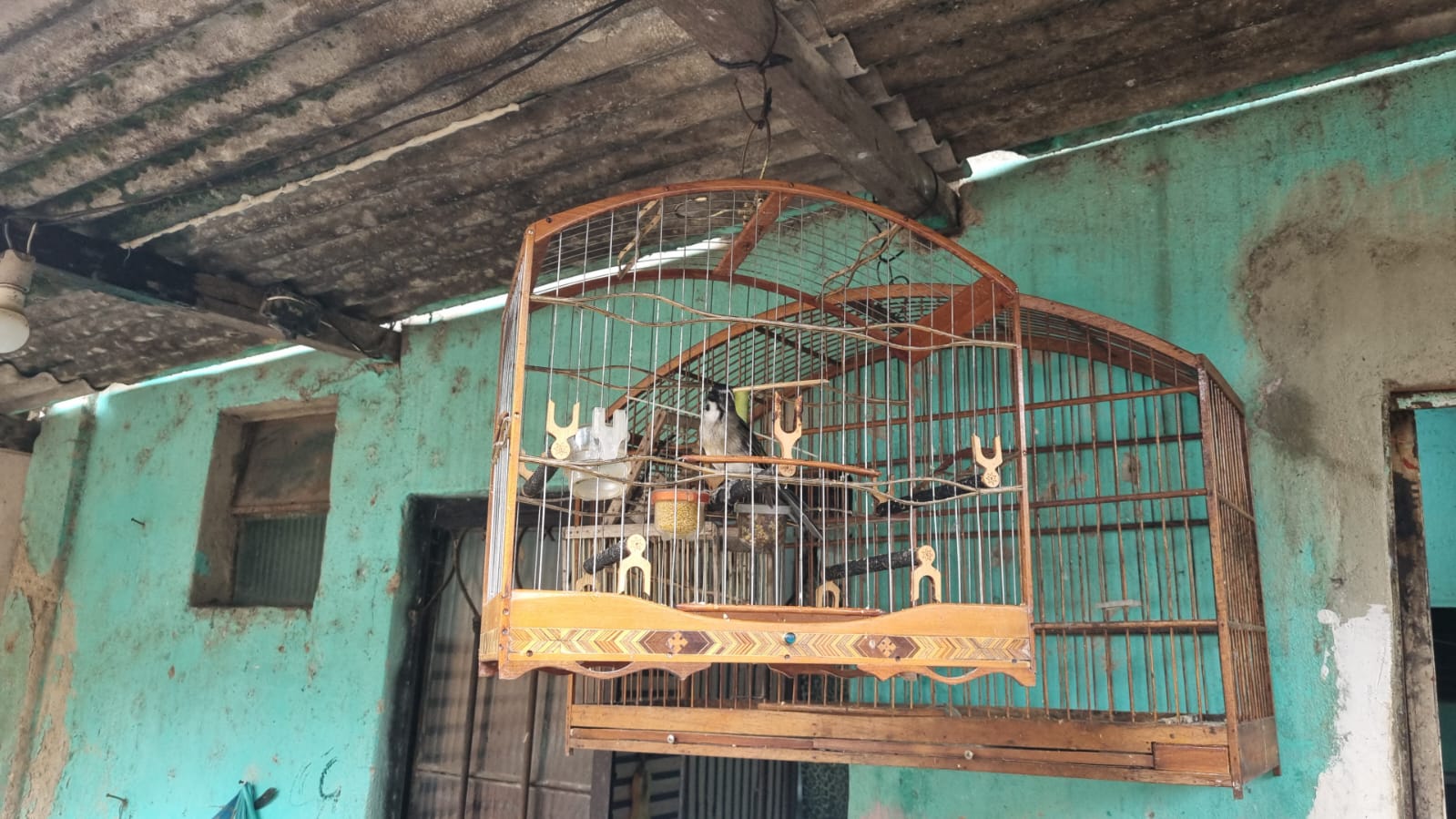 Aves são resgatadas de cativeiro em Nova Iguaçu após denúncia