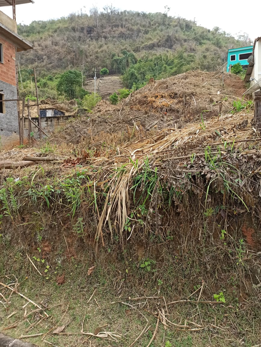 Vinte árvores são encontradas cortadas em São José do Vale do Rio Preto após denúncia