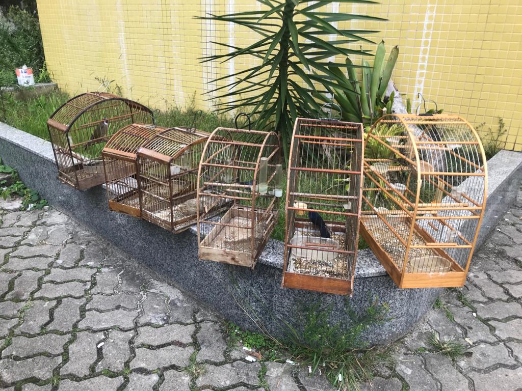 Pássaros da fauna silvestre brasileira são resgatados de cativeiro em Teresópolis