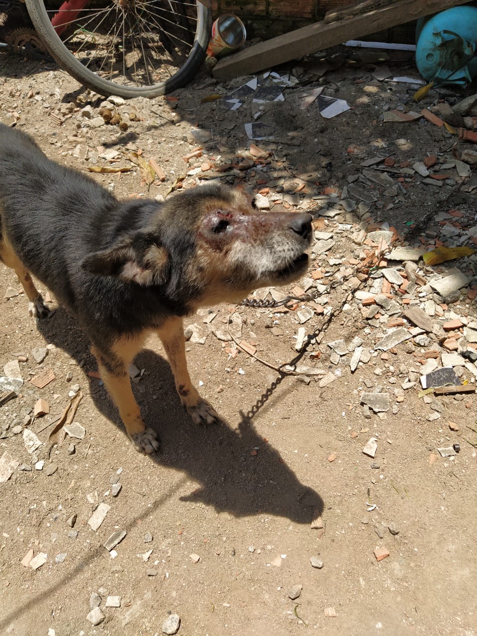 Cachorros vítimas de maus tratos são resgatados em Rio das Ostras após denúncias feitas ao Linha Verde