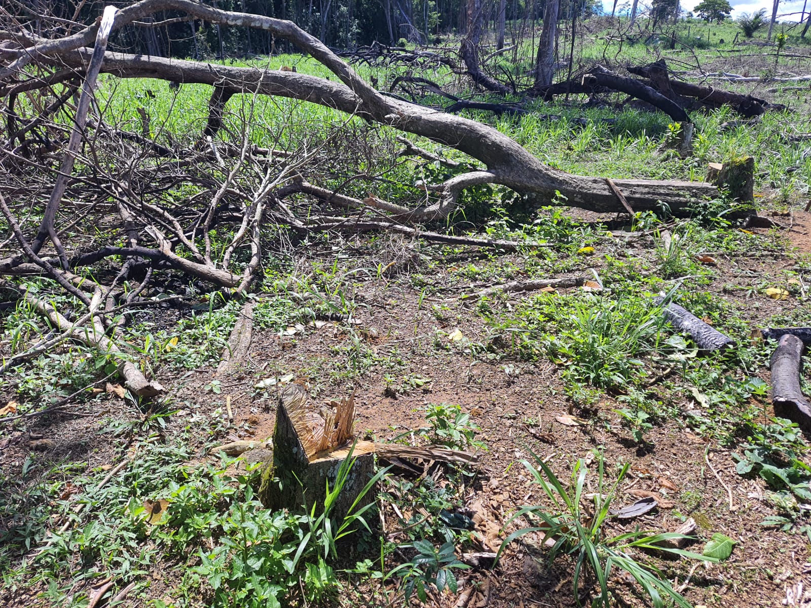Denúncia leva polícia a identificar corte de árvores degradando sete mil metros quadrados em Varre Sai 