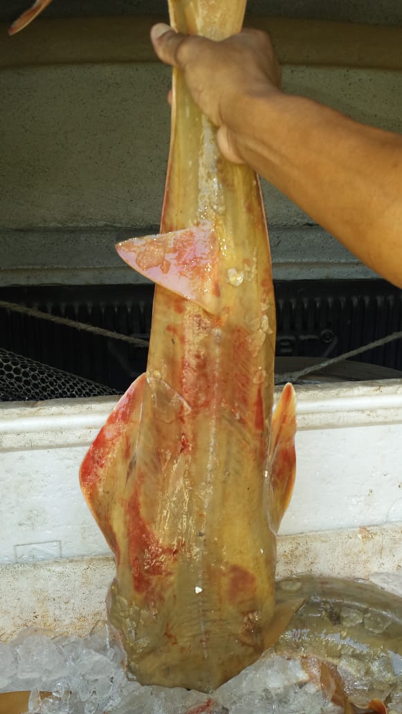 Polícia ambiental apreende 20 quilos de peixe ameaçado de extinção