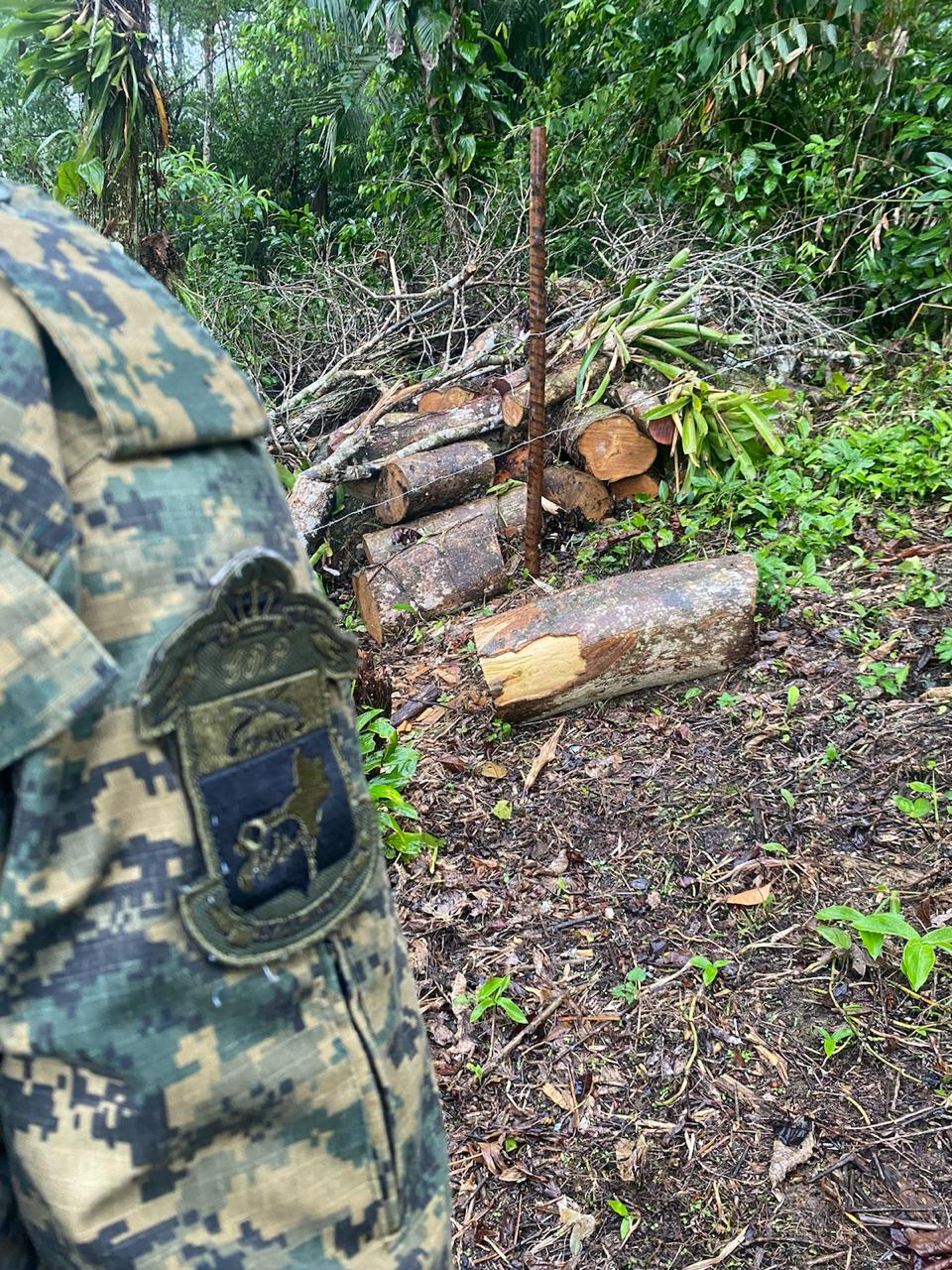 4ª UPAm encontra 20 árvores cortadas em Paraty 