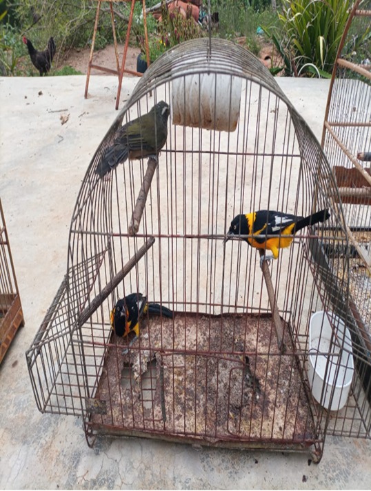 Polícia ambiental resgata pássaros recém capturados em São Fidélis