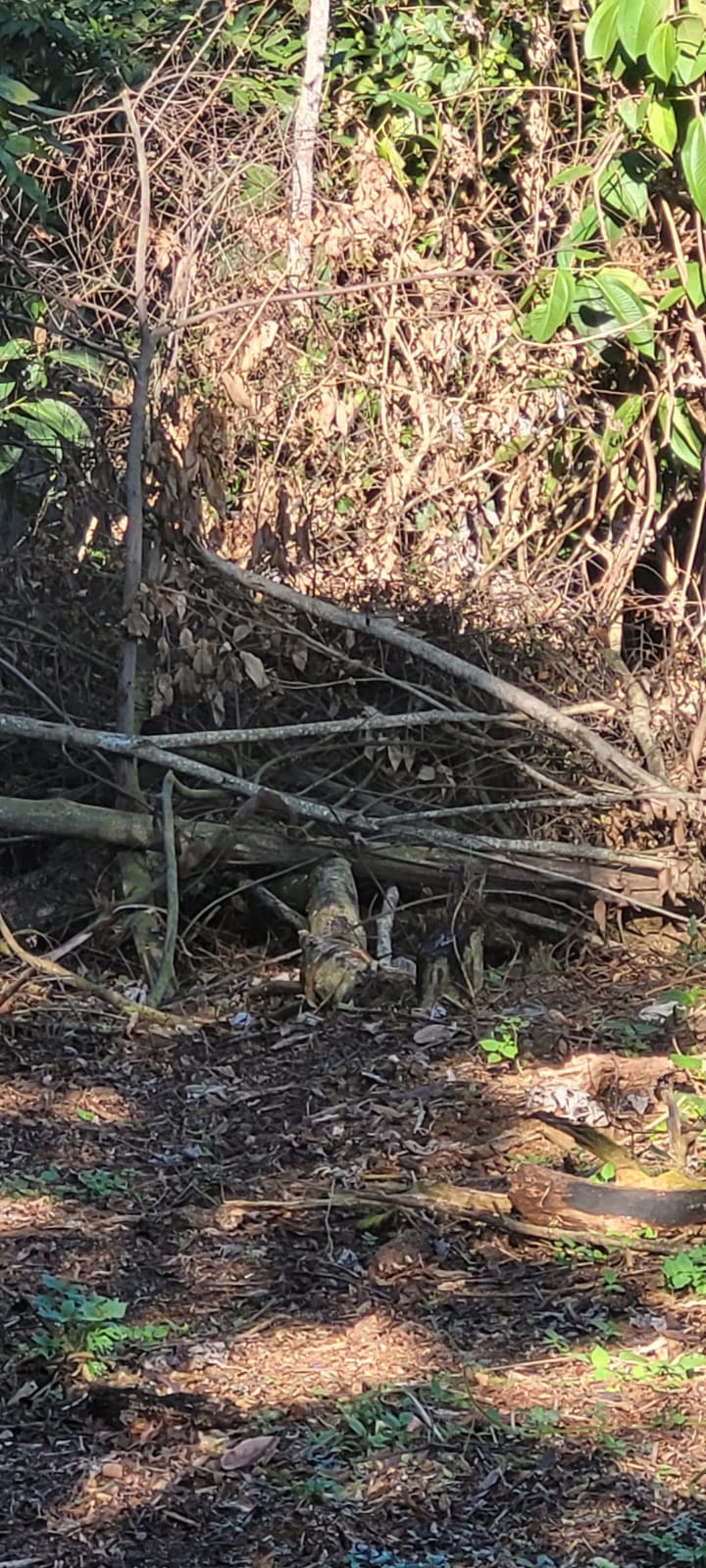 Polícia Ambiental identifica vestígios de desmatamento na Praia Grande, em Paraty, com auxílio de denúncia 