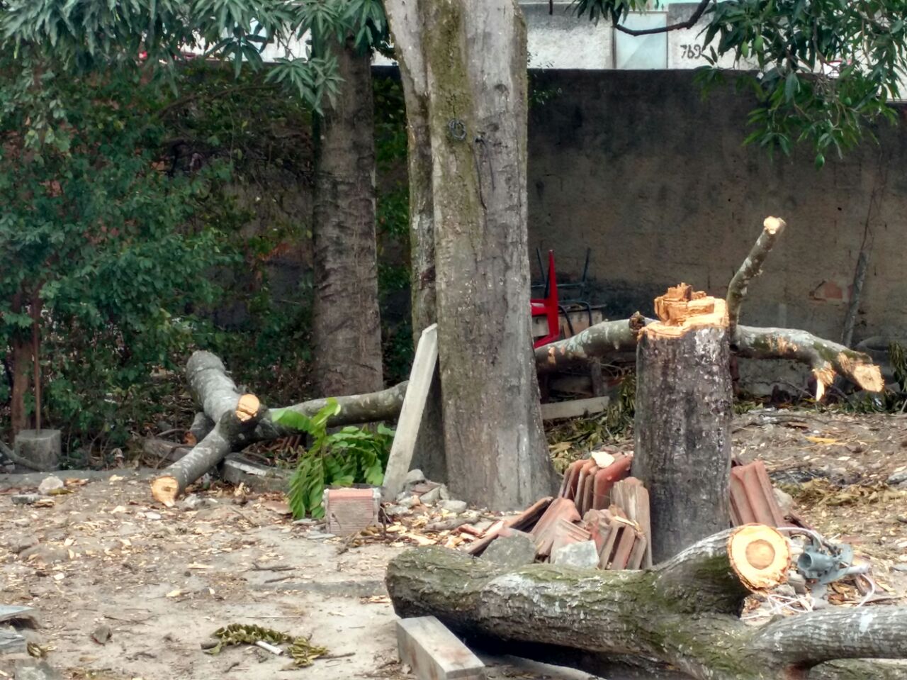 Árvore da espécie Araribá é encontrada cortada em São Gonçalo