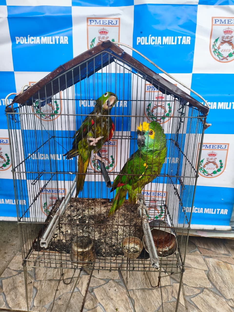 UPAm Pedra Branca resgata papagaio e maritaca na baixada fluminense