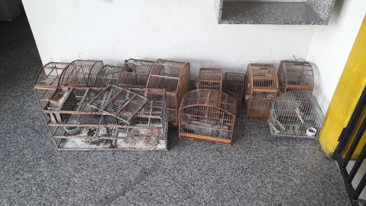 Pássaros silvestres são resgatados de cativeiro em Itaperuna depois de denúncias feitas ao Linha Verde