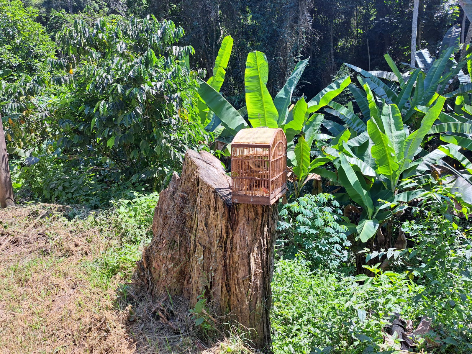 Pássaros são resgatados de cativeiro em Piraí