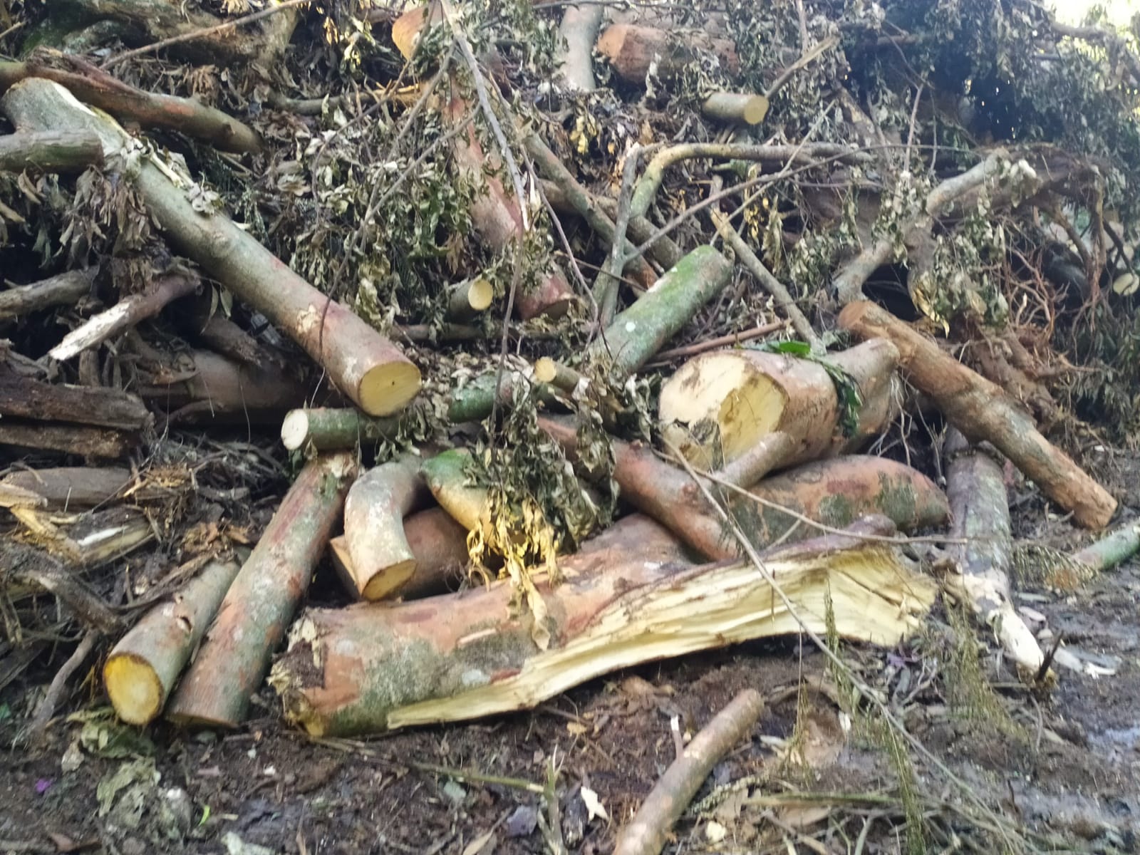 Polícia encontra terreno com sinais de desmatamento em Barra de Guaratiba