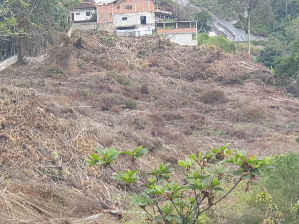 Desmatamento em terreno de Teresópolis