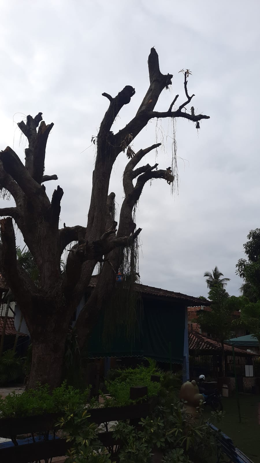Polícia ambiental identifica corte irregular de árvores em Jacarepaguá
