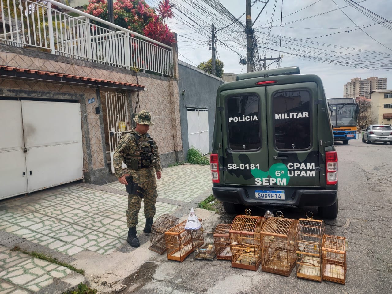 Oito pássaros foram apreendidos em São Gonçalo após denúncia 