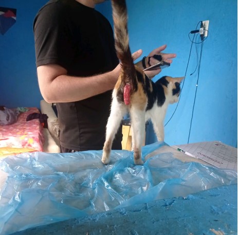 Gato que necessitava urgentemente de cirurgia em Angra dos Reis é ajudado após denúncia de maus tratos contra animais feita ao Linha Verde