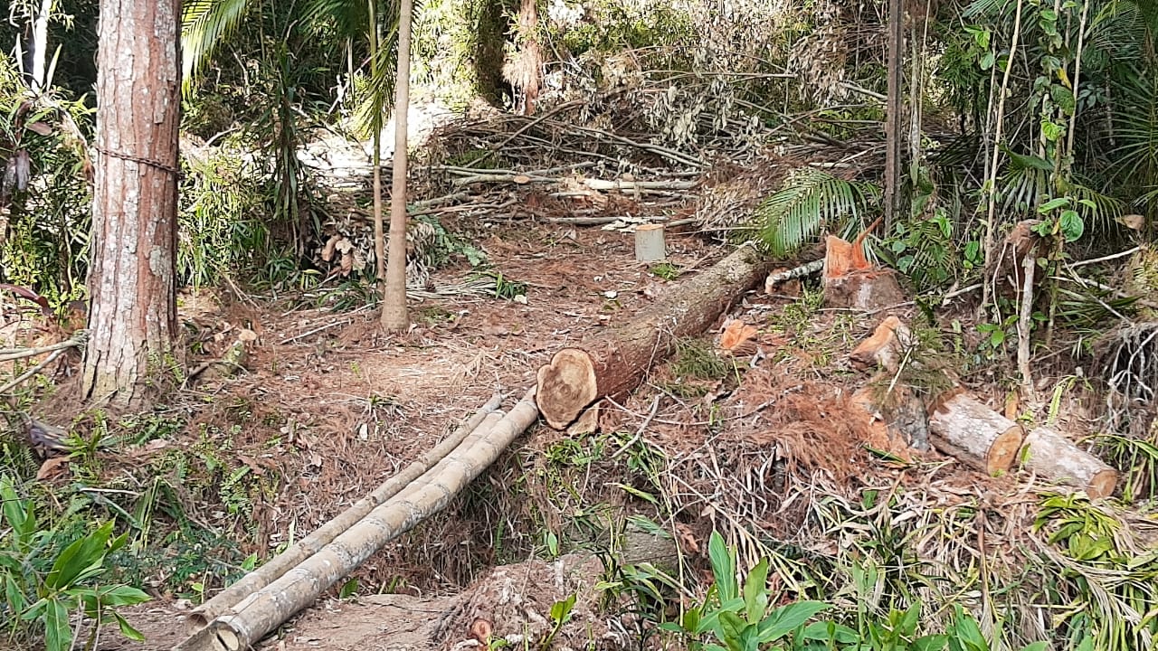 Homem é detido por corte de árvores em área de preservação em Nova Friburgo